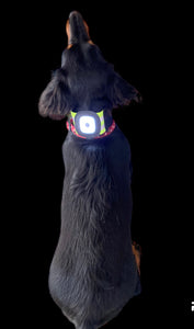 Light band - horse, rider or dog - red or white rechargeable LED light, 3 sizes, elasticated hi viz orange, yellow or pink